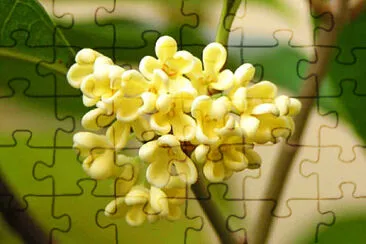 פאזל של osmanthus