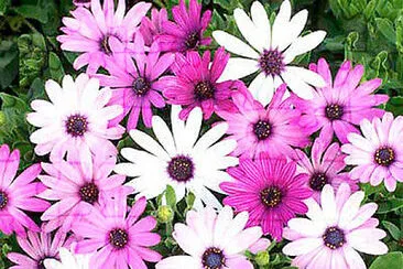 פאזל של osteospermum