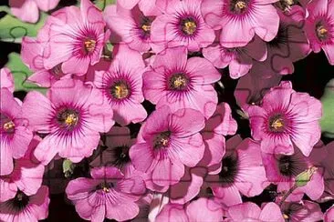 oxalis jigsaw puzzle