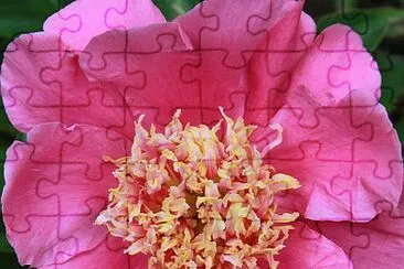 flores jigsaw puzzle