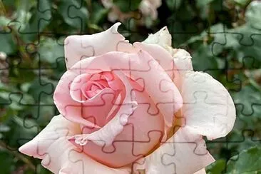 flores jigsaw puzzle