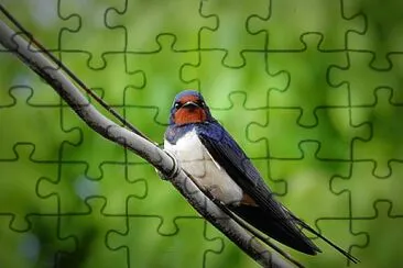 Golondrina comun jigsaw puzzle