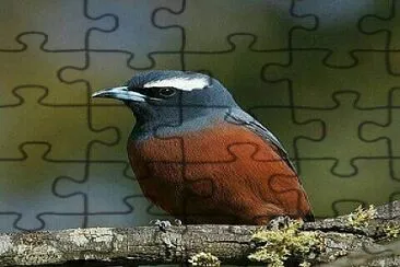 natural jigsaw puzzle