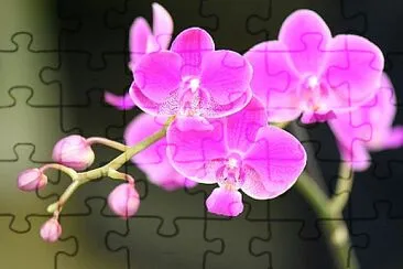 פאזל של OrquÃ­dea