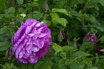 Rose jigsaw puzzle