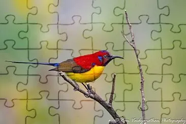 natural jigsaw puzzle