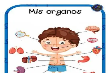 פאזל של Ã“RGANOS INTERNOS DEL CUERPO HUMANO