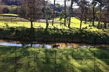 Capivara- Curitiba / PR Brasil jigsaw puzzle