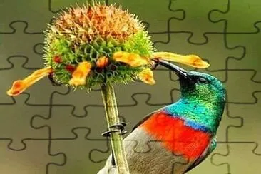 cores jigsaw puzzle