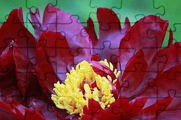 flores jigsaw puzzle