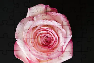 rose jigsaw puzzle