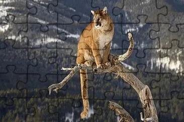 PUMA jigsaw puzzle