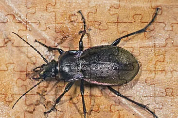 Carabus nemoralis