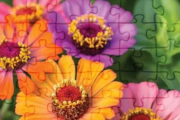 cores jigsaw puzzle