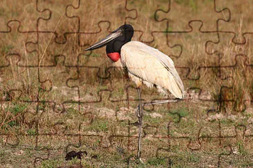 Cicogna jabiru jigsaw puzzle