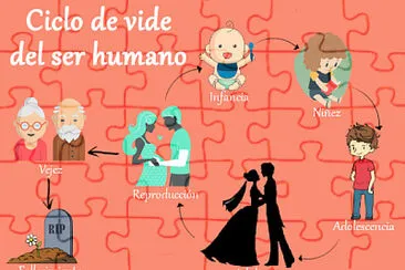 ciclo de vida