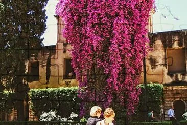 פאזל של Bougainvilea in Andalucia