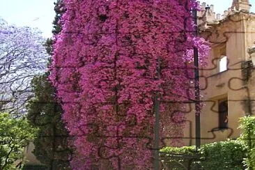 Bougainvilea in Andalucia jigsaw puzzle