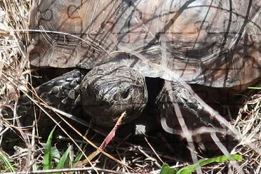 פאזל של Gopher Tortoise