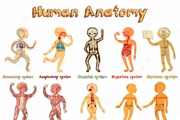 Ã³rganos cuerpo humano