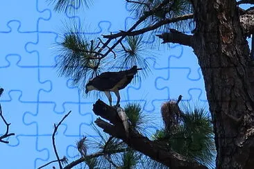 Osprey with fish jigsaw puzzle