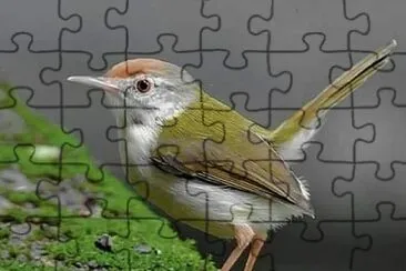 natural jigsaw puzzle