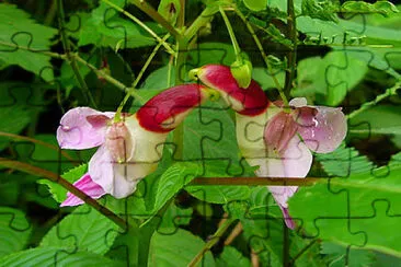 鳯仙花 [俗稱鸚鵡花]