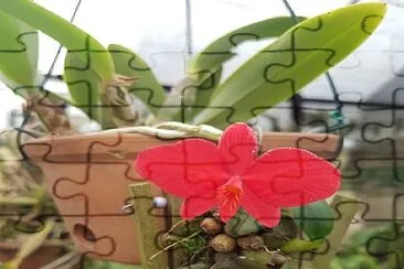 flores jigsaw puzzle