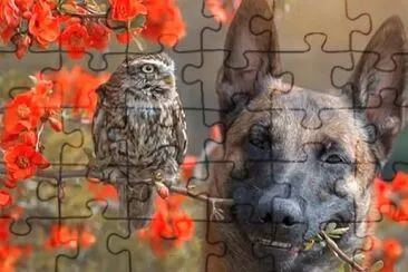 狗狗＋貓頭鷹［奇特的友情］ jigsaw puzzle