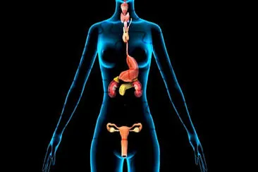 פאזל של SISTEMA ENDOCRINO