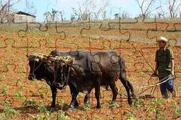 Cuba - Dans les champs