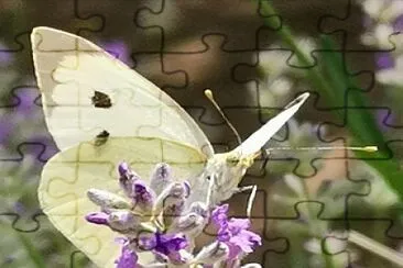 Papillon sur lavande jigsaw puzzle