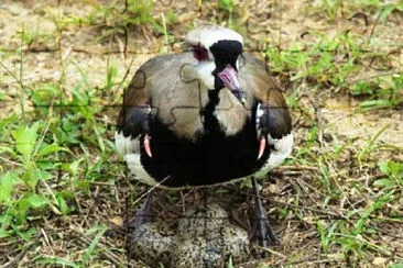 aves patagonicas