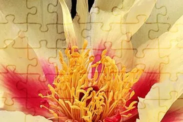 flores jigsaw puzzle