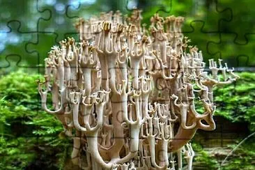 natural jigsaw puzzle