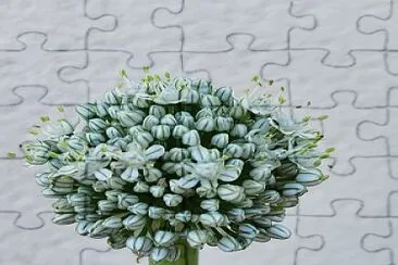 Flor cebolla jigsaw puzzle