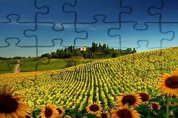 girasoles jigsaw puzzle