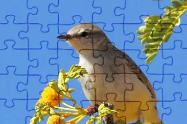 Eremomela ventregiallo jigsaw puzzle