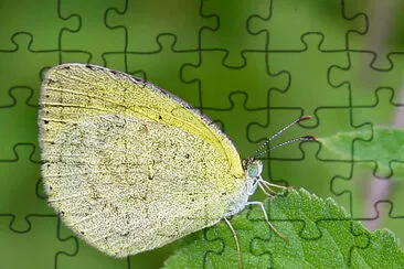 Eurema brigitta jigsaw puzzle