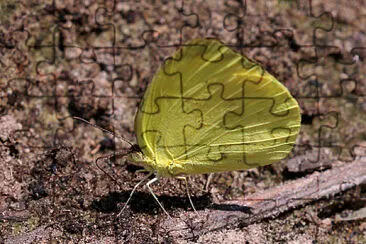 Eurema venusta jigsaw puzzle