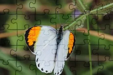 Colotis aurora jigsaw puzzle