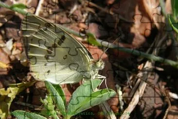 Colotis danae