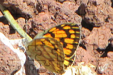 Colotis doubleday