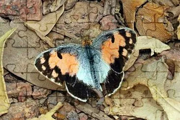 Colotis phisadia