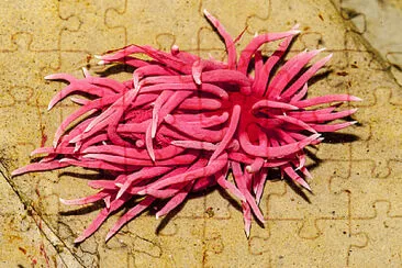 Okenia rosacea