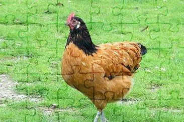 Gallina vorwerk