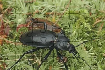 פאזל של Carabus glabratus