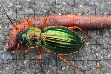 פאזל של Carabus auratus