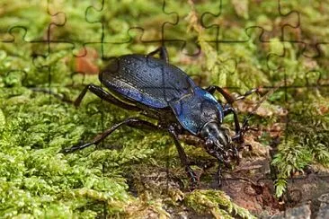 Carabus problematicus