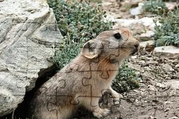 Ladakh pika